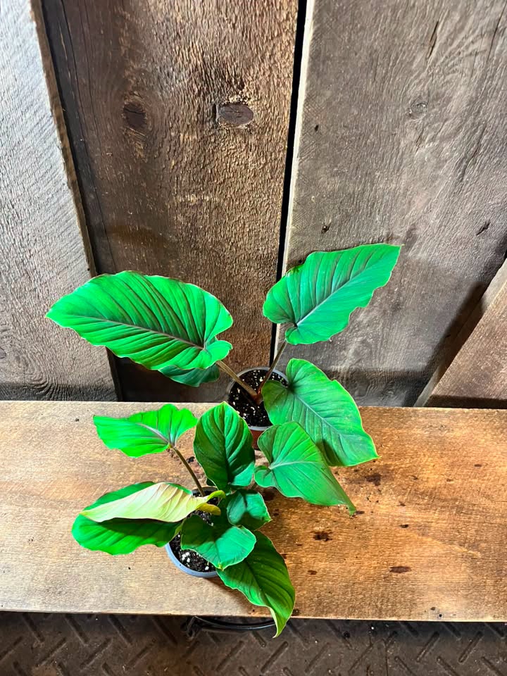 Adelomena Red velvet