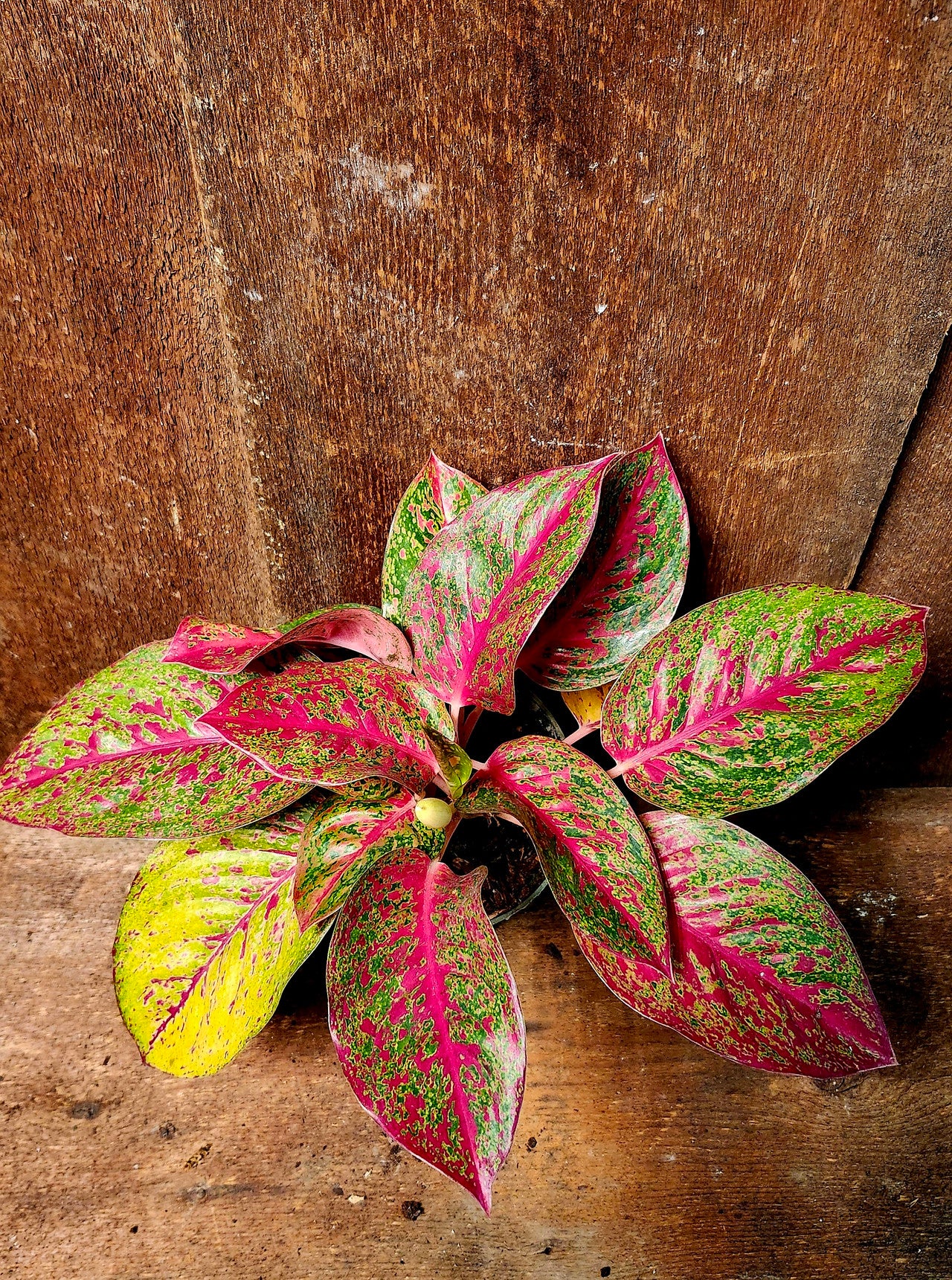 Aglaonema Red Moon