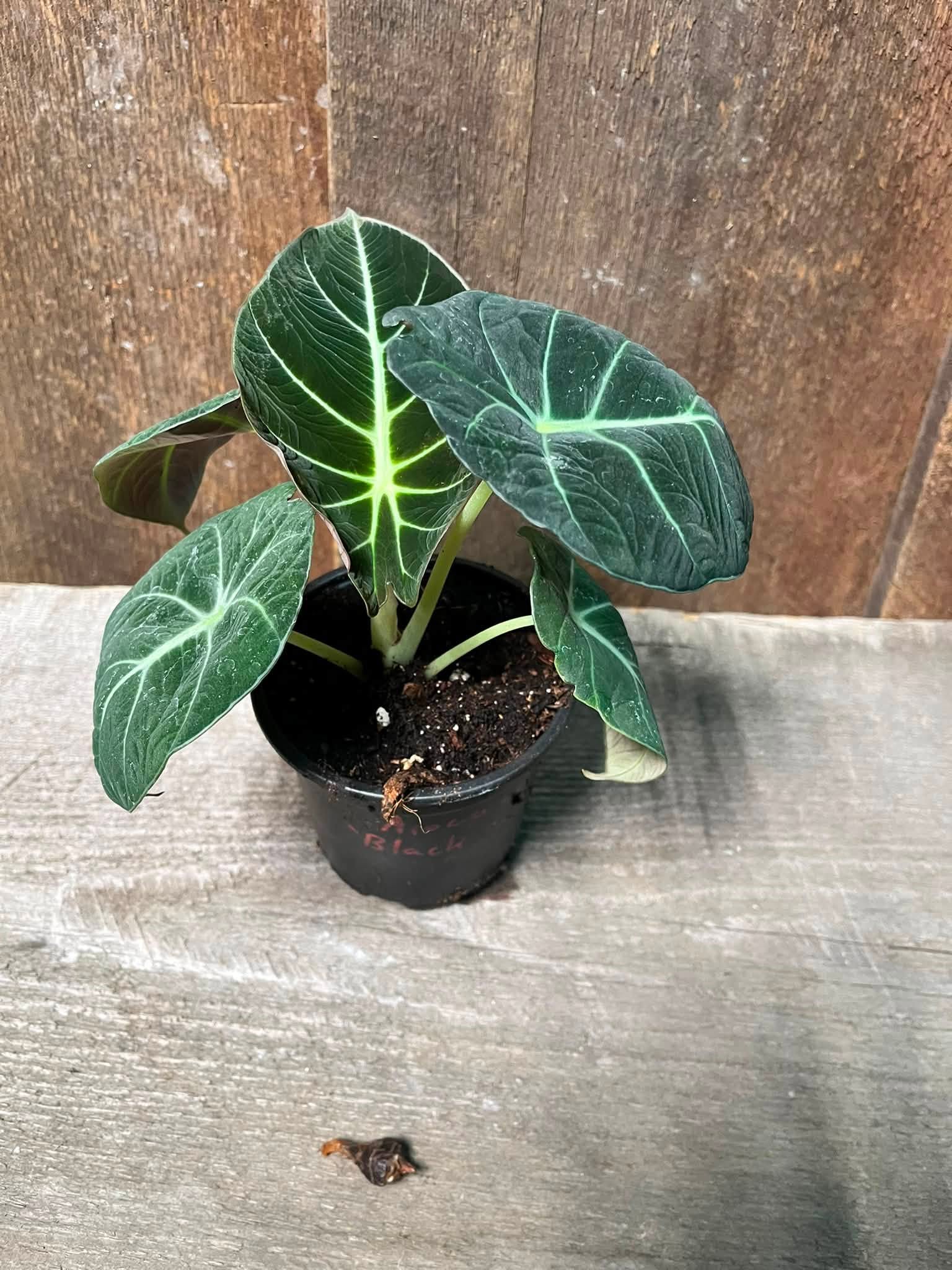 Alocasia Black Velvet