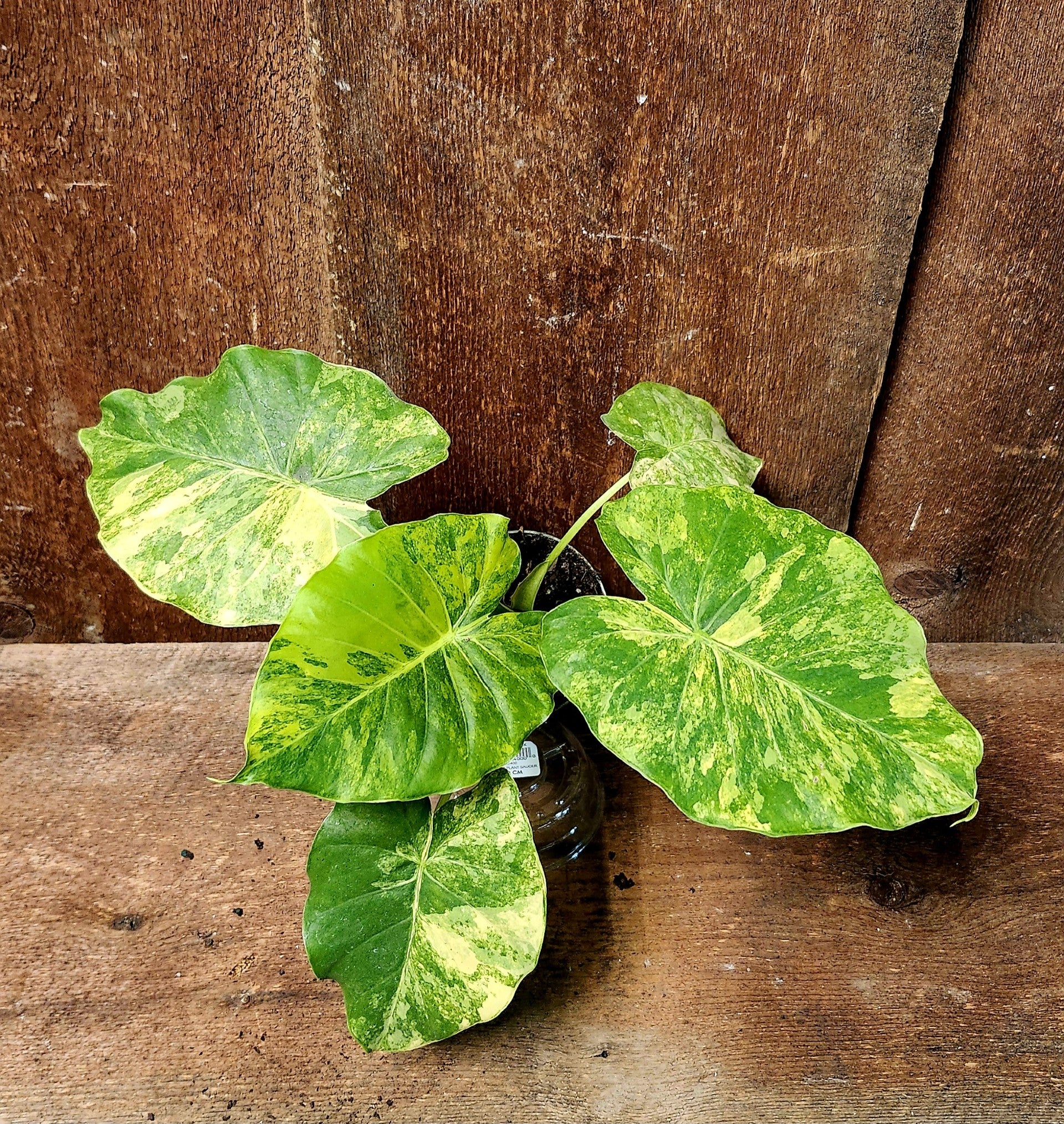 Alocasia Gageana Aurea