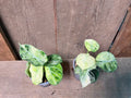 Alocasia Ninja Tricolor