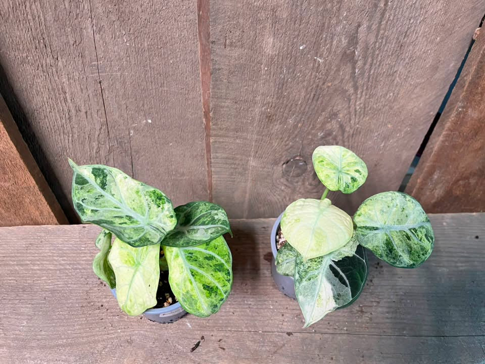 Alocasia Ninja Tricolor