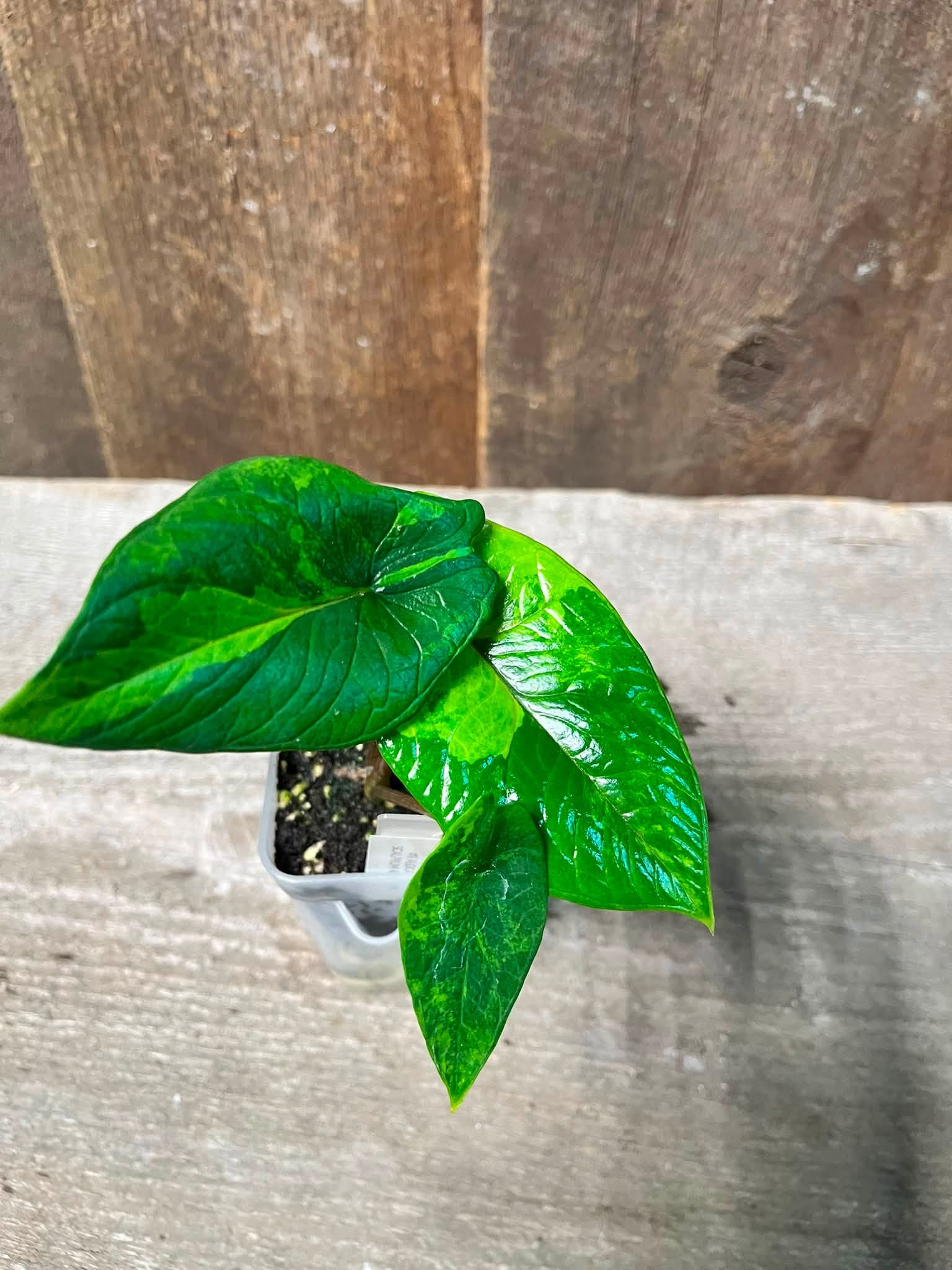 Alocasia Scalprum Aurea