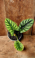 Alocasia Sinuata