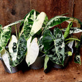 Alocasia Frydek Variegata