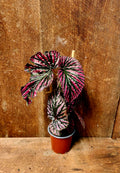 Begonia Brevirimosa