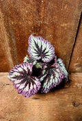 Begonia Firework