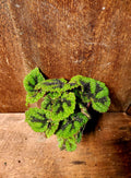 Begonia Iron Cross