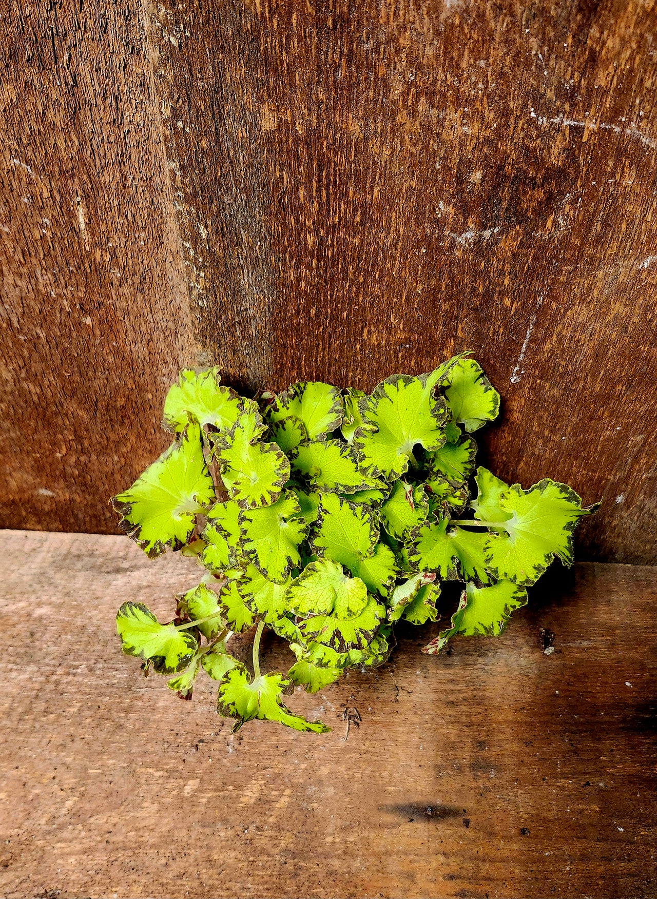 Begonia Magic Colours Jives