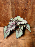 Begonia Rex Shadow