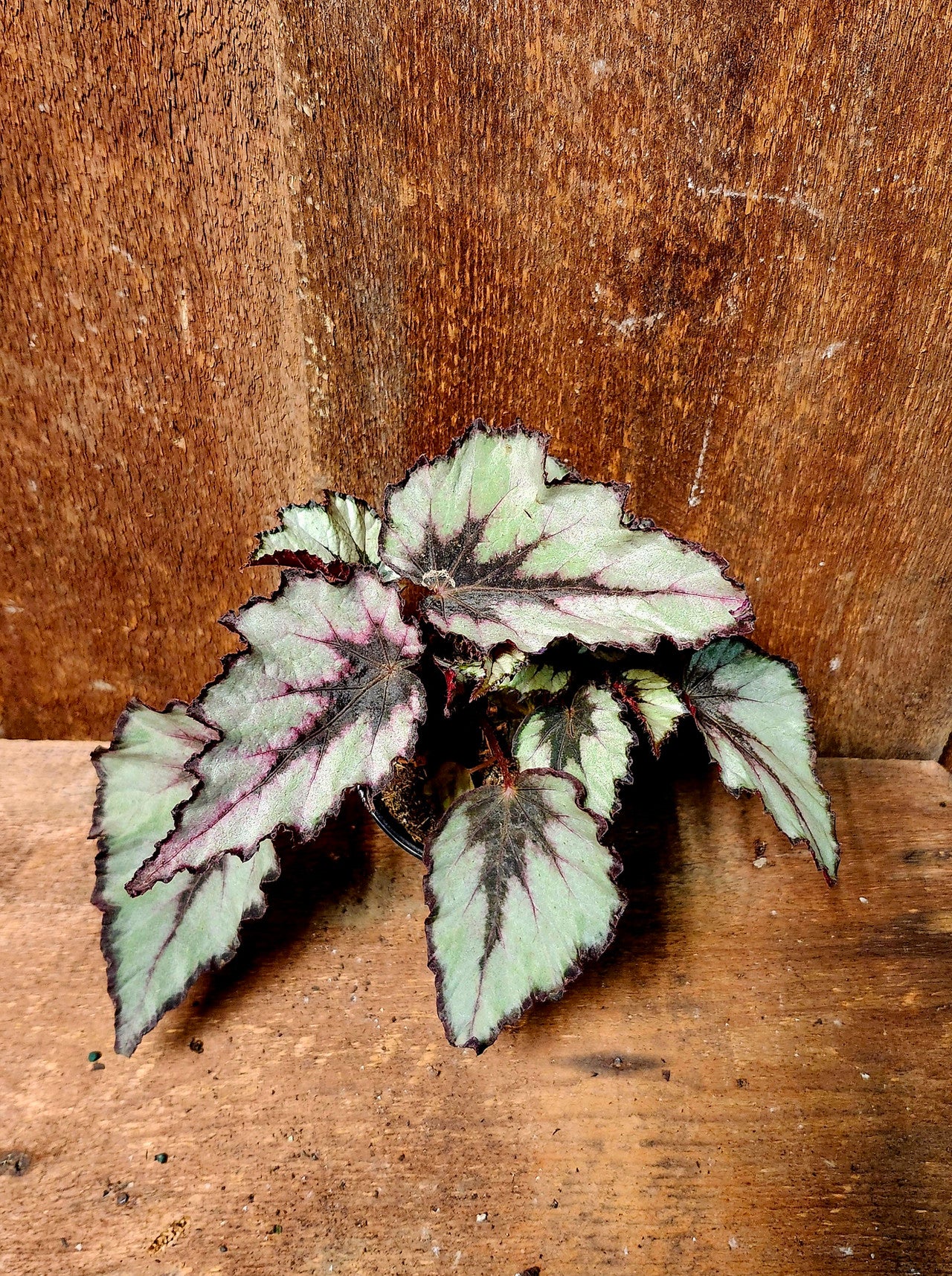 Begonia Rex Shadow