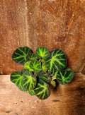 Begonia Soli mutata