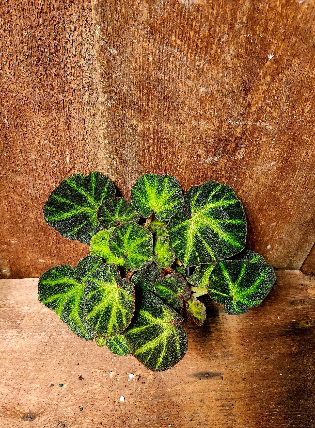 Begonia Soli mutata