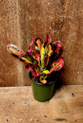 Croton Mammy