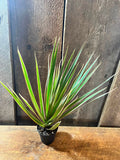 Draceana Bicolor