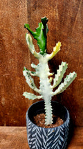 Euphorbia Trigona white Ghost 6 pouce