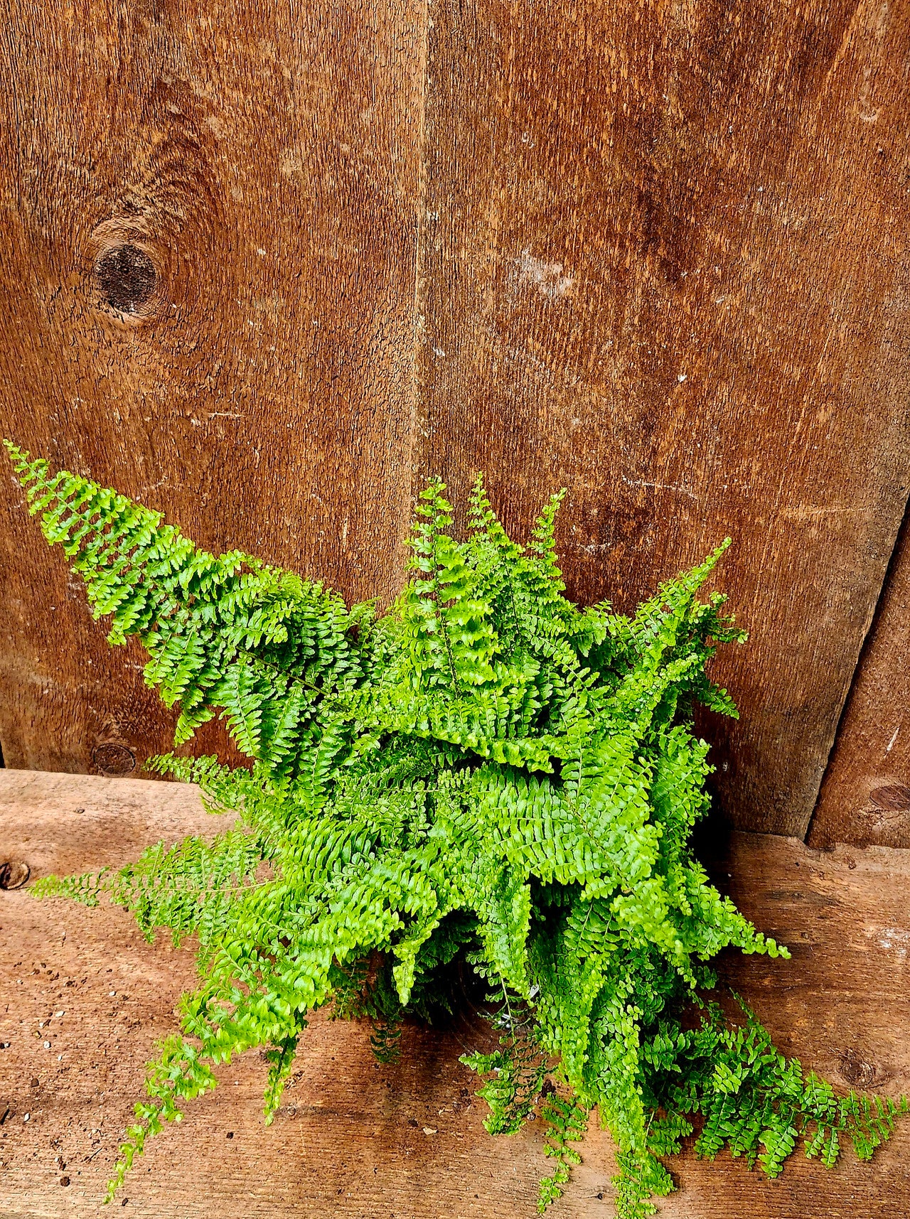 Fougère Fluffy Ruffle