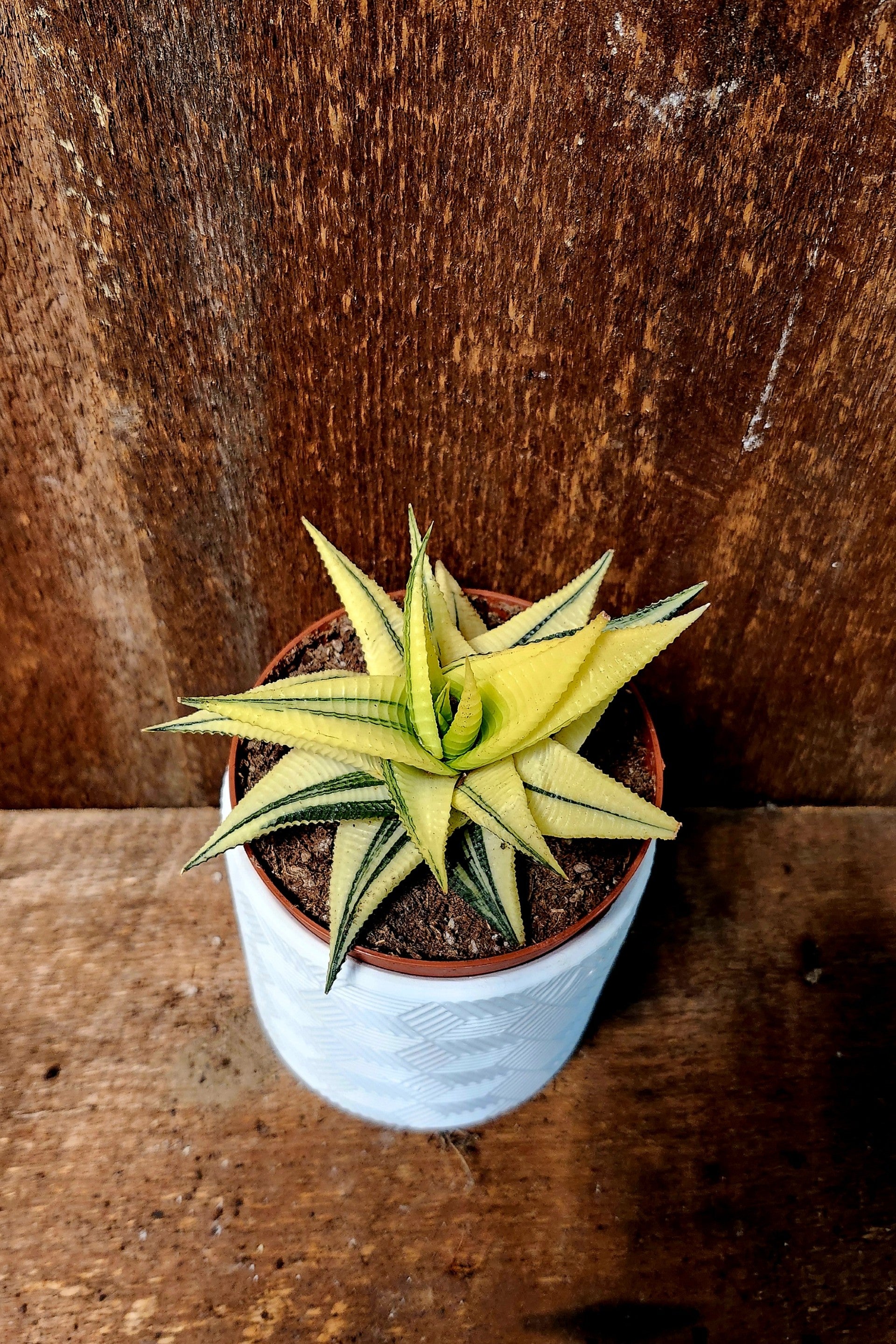 Haworthia Variegata