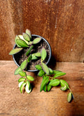 Hoya Burtoniae