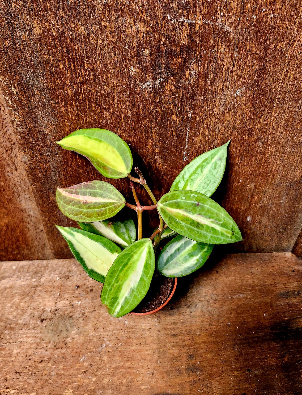 Hoya Krimson Princess