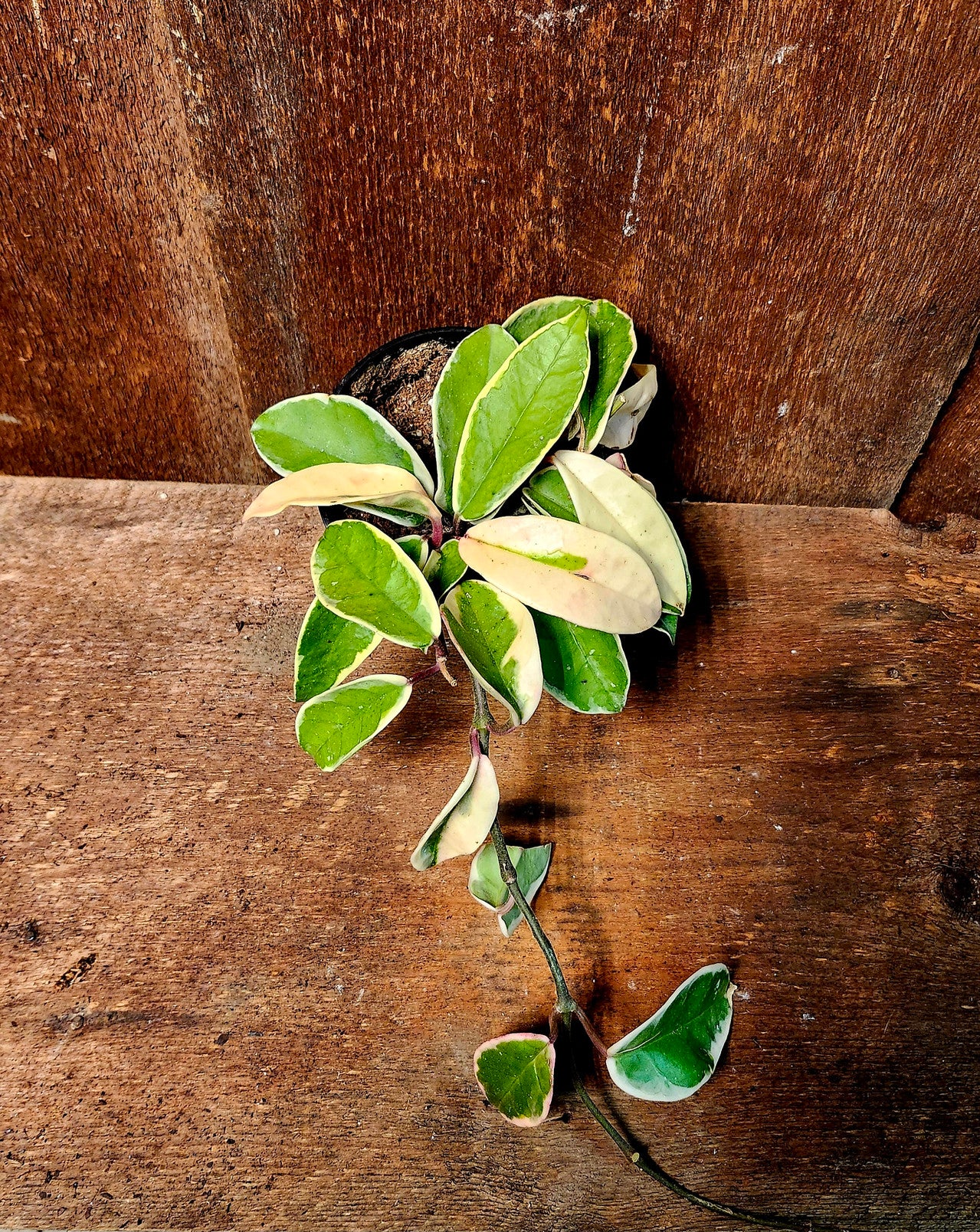 Hoya Krimson Queen format 4 pouce