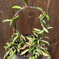 Hoya Wayetti Variegata (Hoya wayetii variegata)