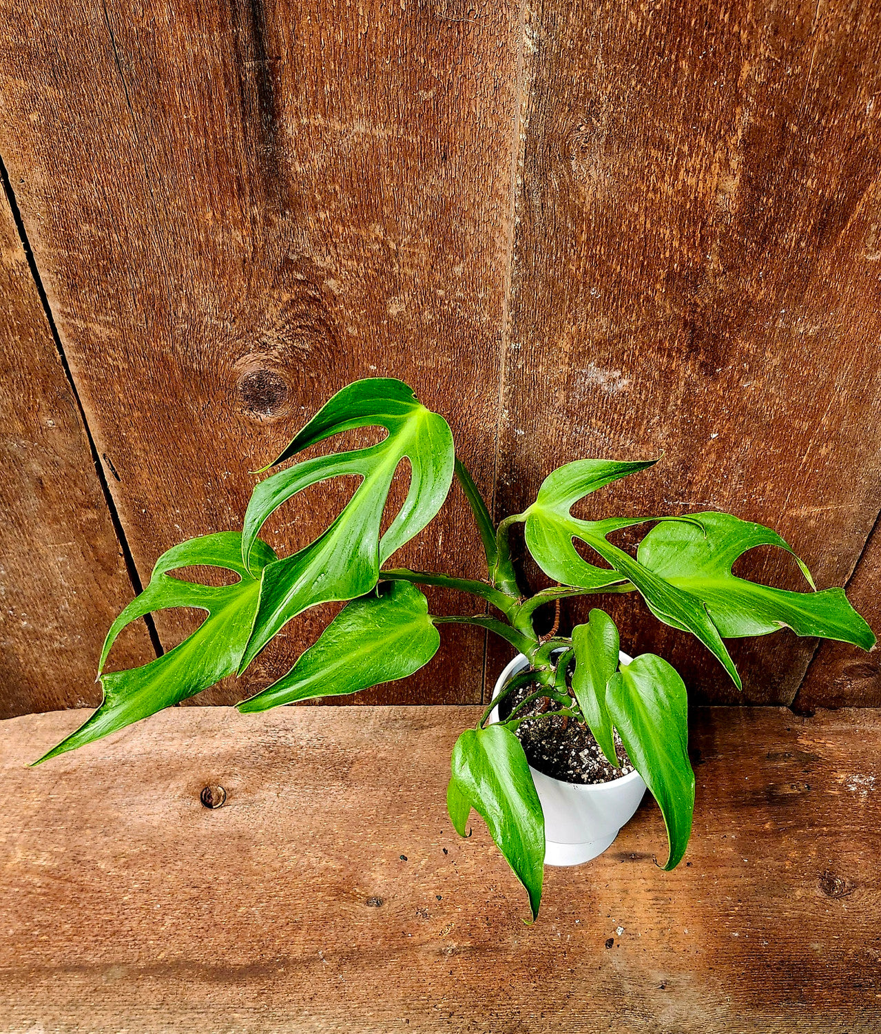 Monstera Burle Marx Flame