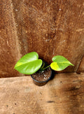 Monstera Yellow Marilyn
