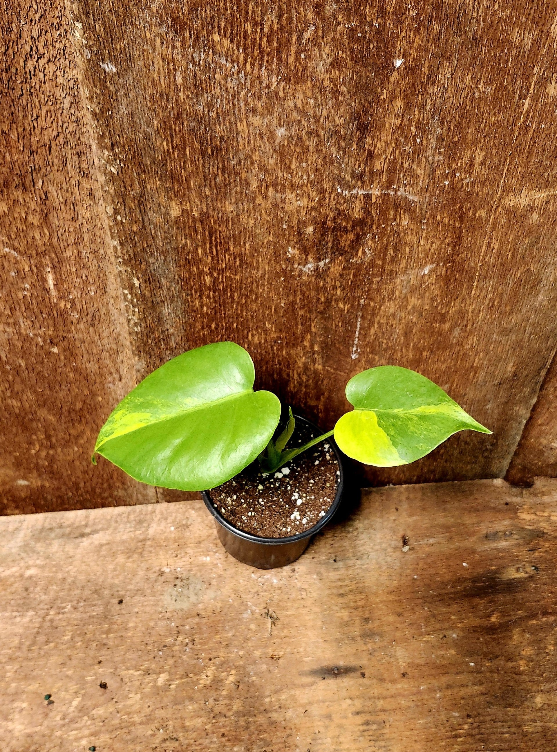 Monstera Yellow Marilyn