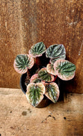 Peperomia Abricot