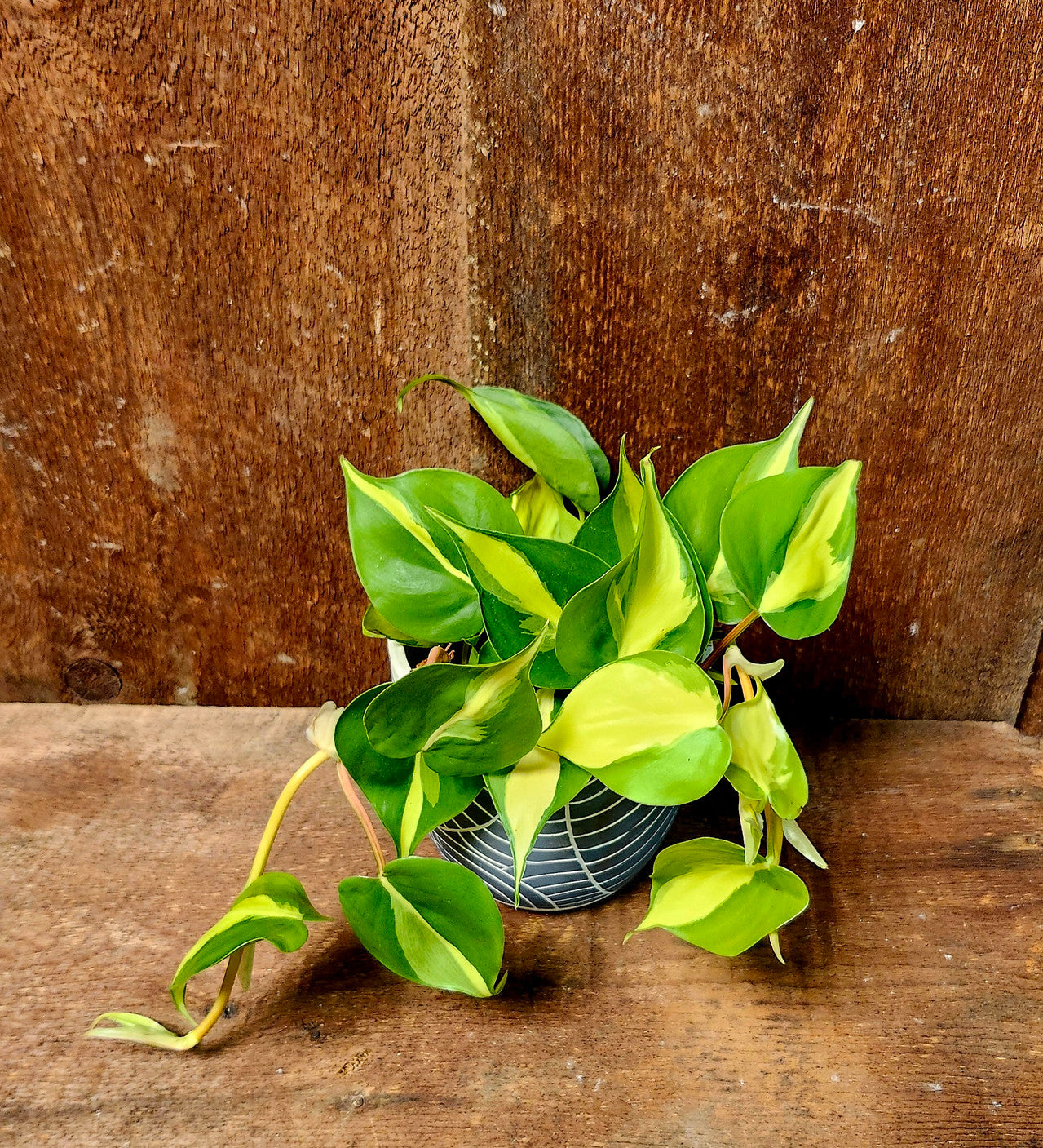 Philodendron Brazil