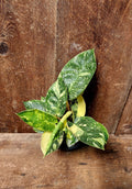 Philodendron Green Congo Nuclear