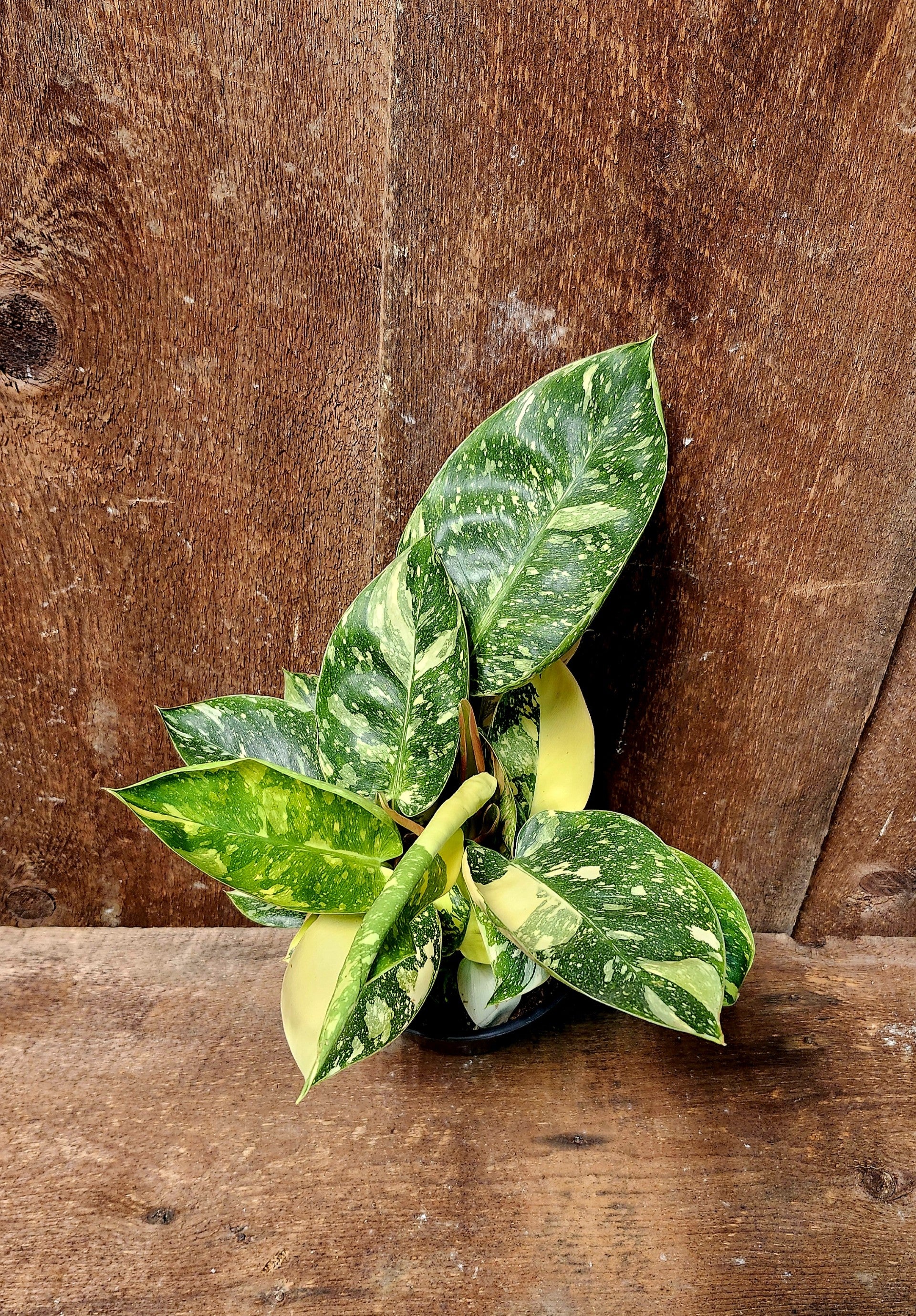 Philodendron Green Congo Nuclear