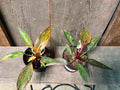 Philodendron Orange Princess