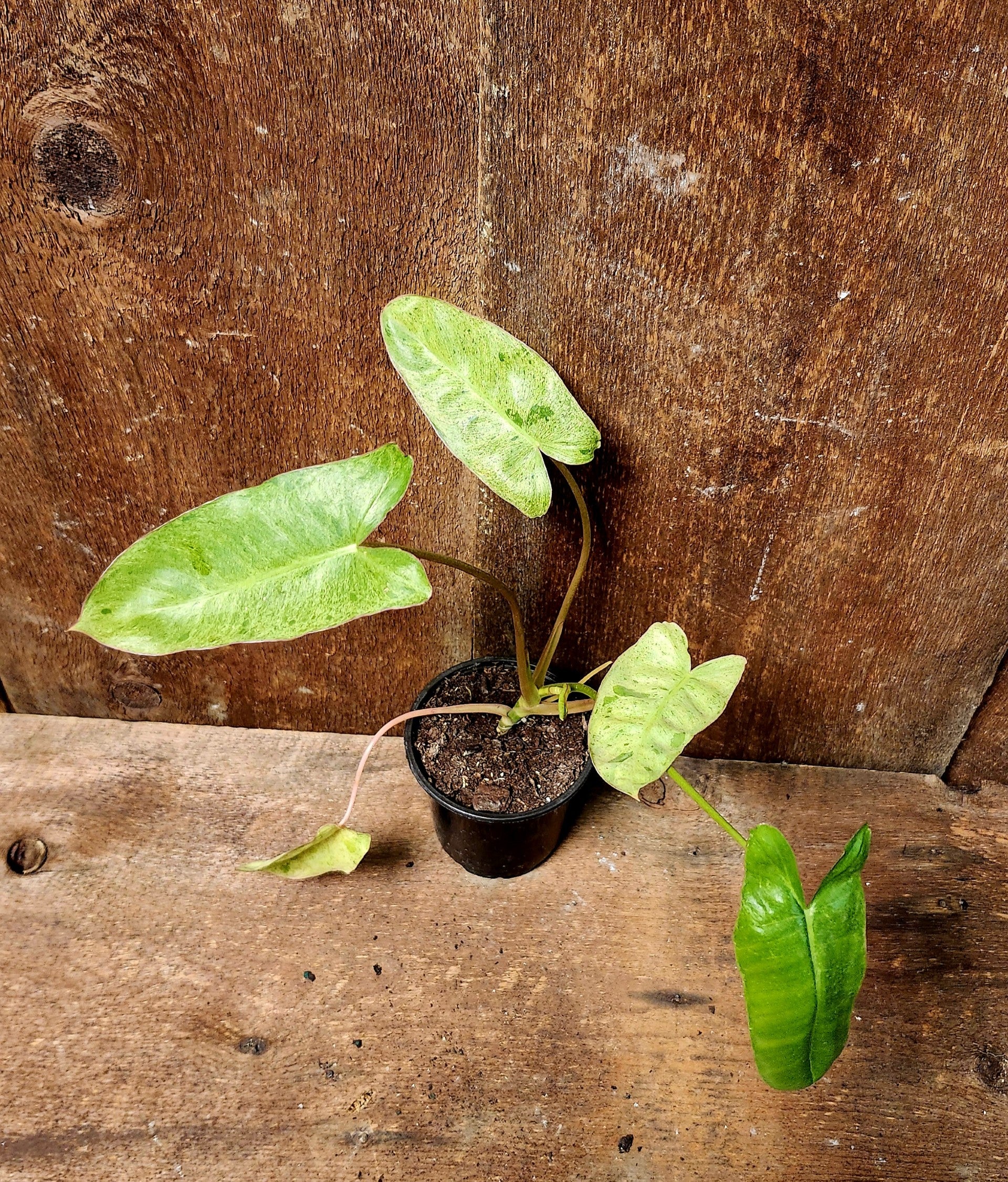 Philodendron Paraiso Verde