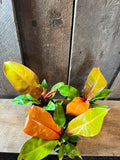 Philodendron Prince of orange