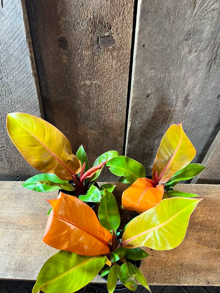 Philodendron Prince of orange