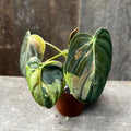 Philodendron Melanochrysum Variegata