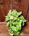 Pothos Snow Queen format 6 pouce