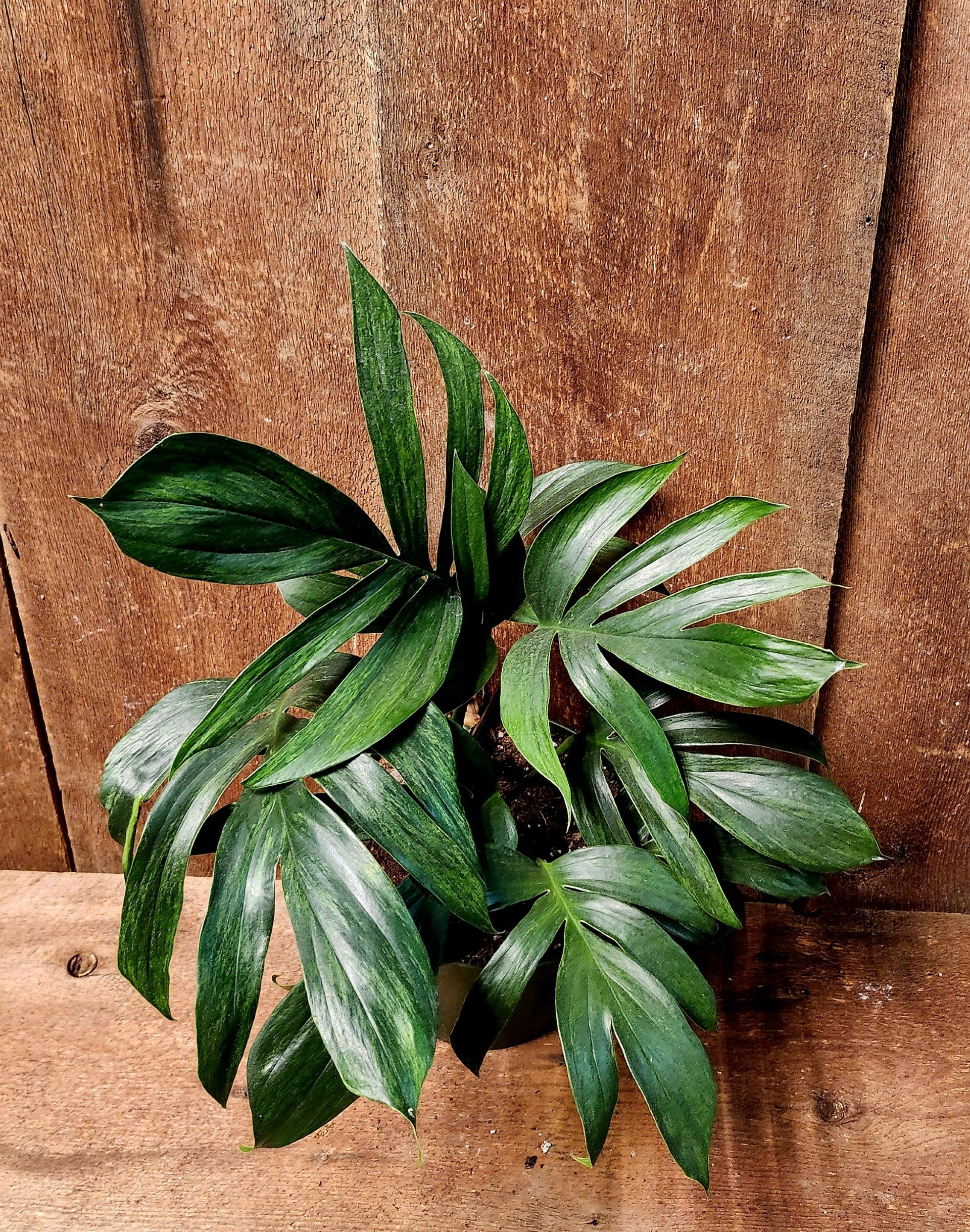 Rhaphidophora Dragon Tail Mint