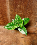 Syngonium Albo
