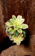 Aeonium Kiwi format 4 pouce