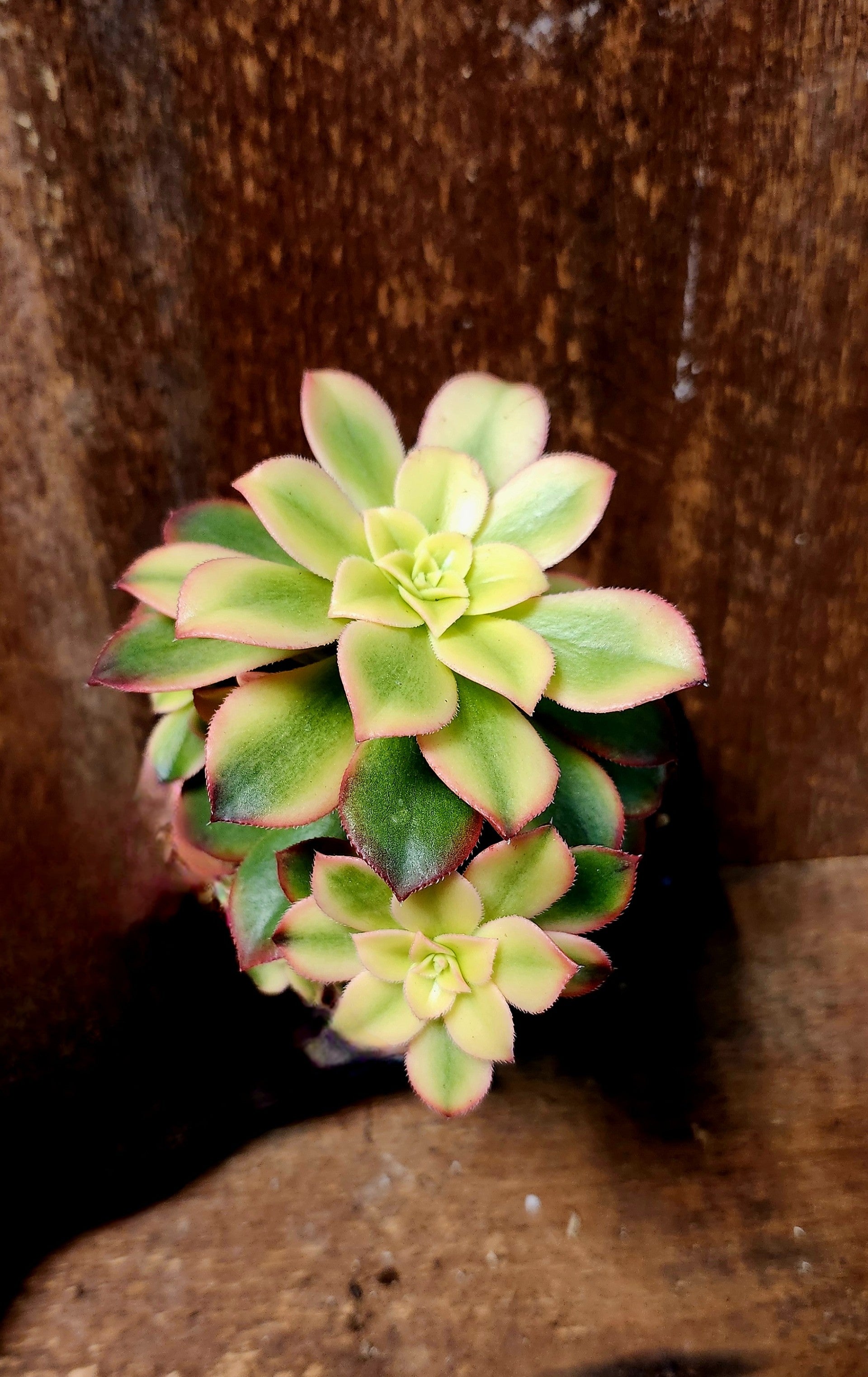 Aeonium Kiwi format 4 pouce