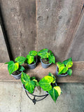 Anthurium Clarinervium Variegata