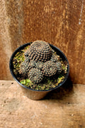 Cactus Lobivia Rose Quartz