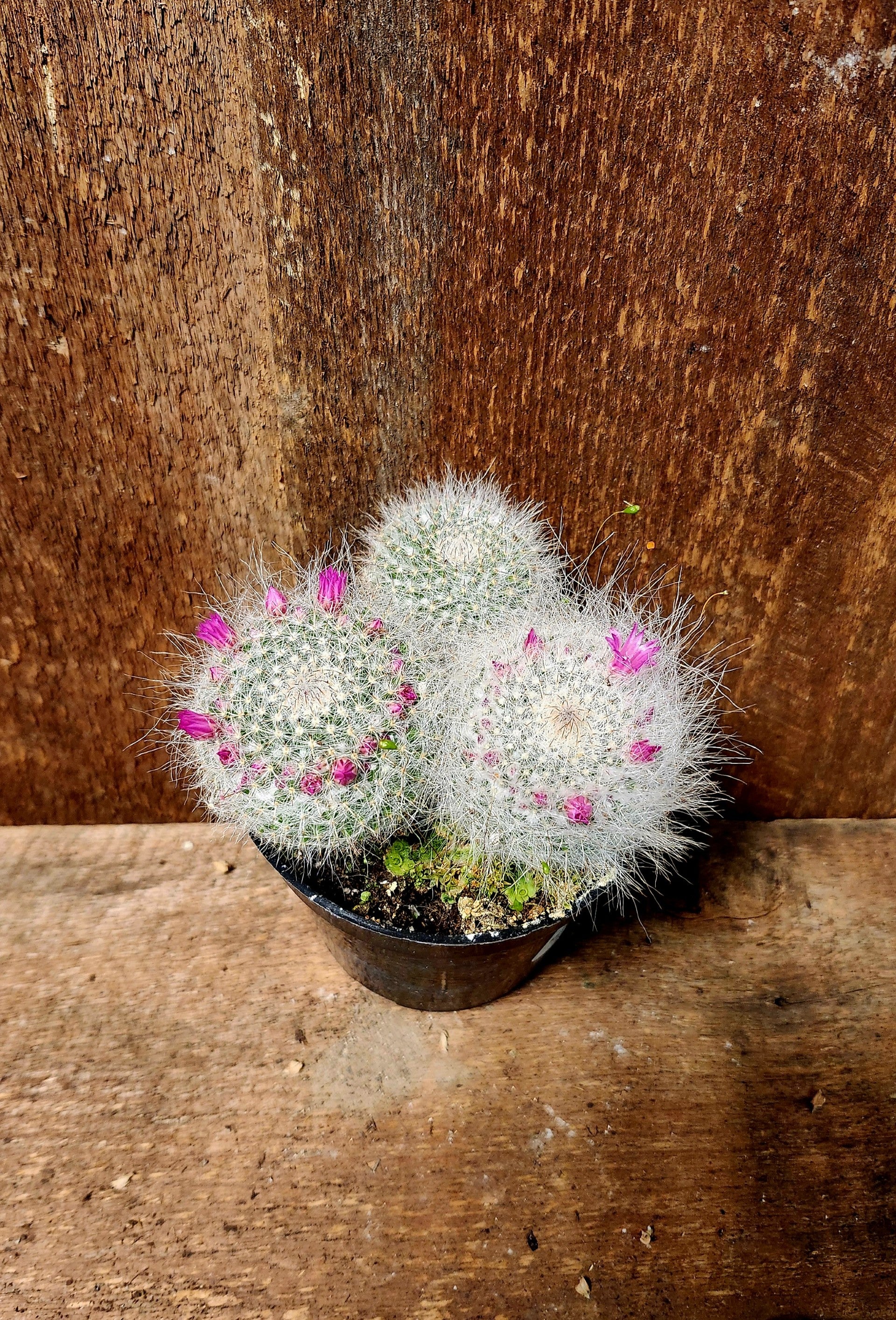 Cactus Mammillaria  Zeilmanniana triple