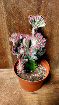 Euphorbia Coral Mauve Format 6pouce