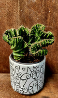 Euphorbia Coral Green  6 pouce
