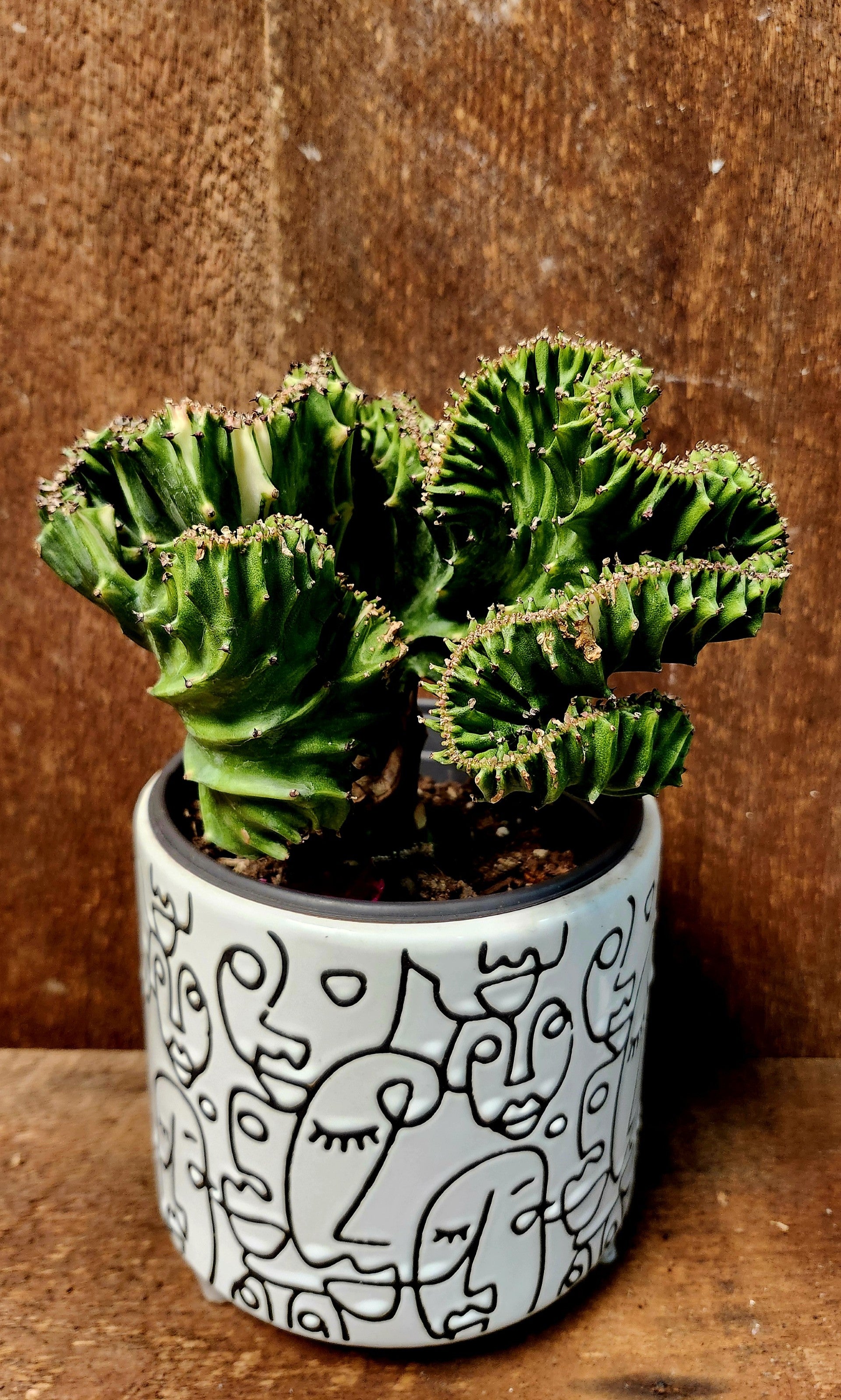 Euphorbia Coral Green  6 pouce