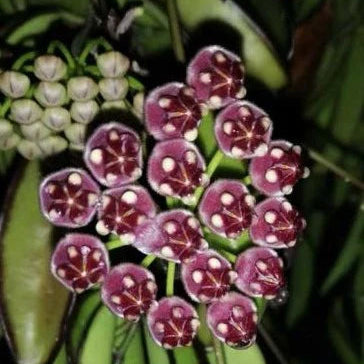 Hoya Wayetti Variegata (Hoya wayetii variegata)